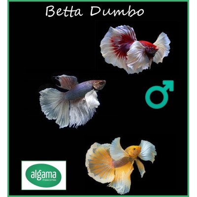 Pez Betta dumbo 